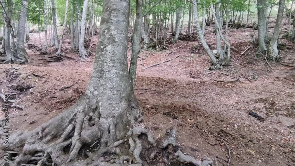 Faggetta lungo il sentiero 105 sul monte Strega Faggetta lungo il sentiero 105 sul monte Strega