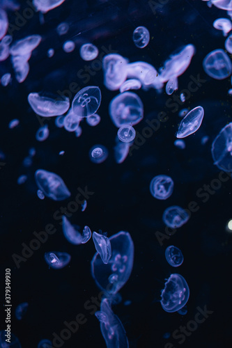 jellyfish under water