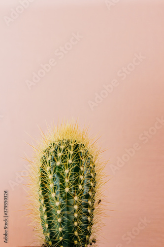Green cactus on a pink background in the sun. Cactus with pink backgrounds, Summer creative concept, Minimal style. 