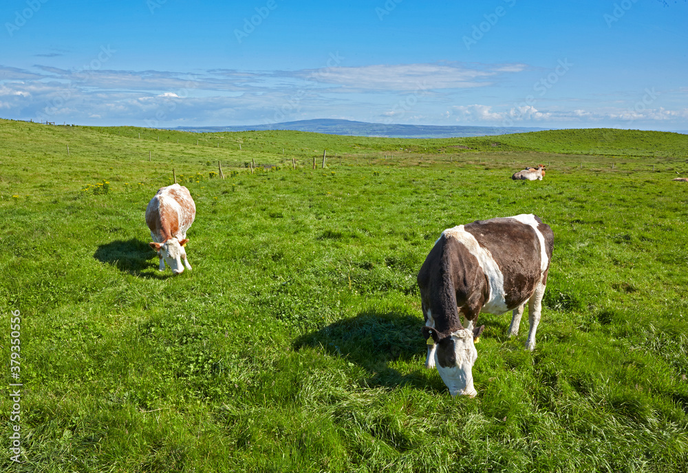 Obraz premium Cows grazing in open field nest to the 'Cliffs of Moher' in Ireland