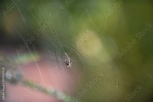 Spider in a web ready to catch insects with detail of cobweb in morning light