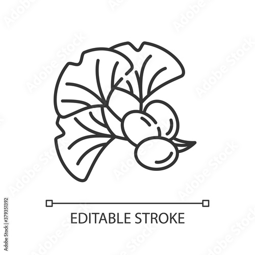 Ginkgo biloba linear icon. Natural herbal ingredient. Japanese plant leaf and bean. Thin line customizable illustration. Contour symbol. Vector isolated outline drawing. Editable stroke