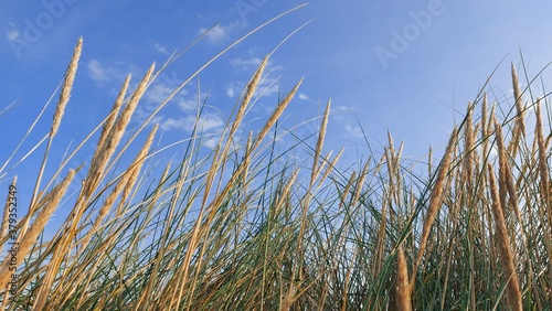 grass and sky coastal