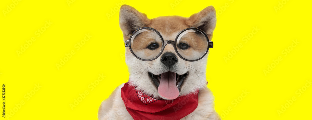 adorable akita inu dog wearing red bandana and glasses