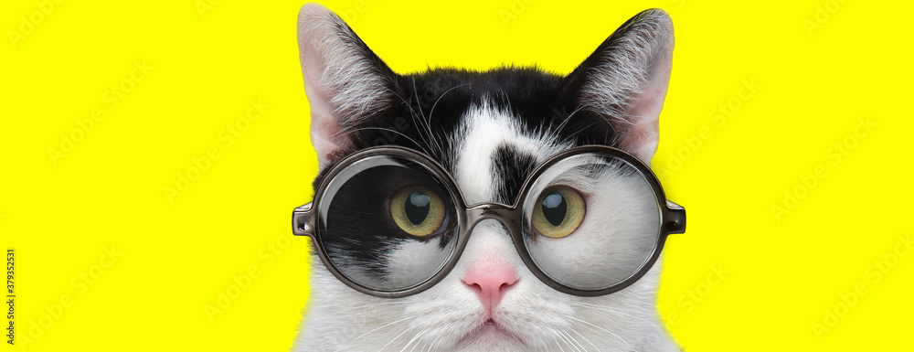 cute domestic cat wearing glasses