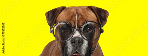 adorable boxer dog wearing glasses and sticking out tongue