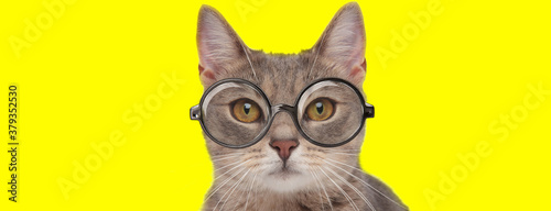 adorable kitten wearing glasses © Viorel Sima