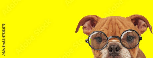 shy english bulldog puppy wearing glasses