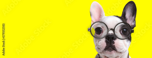 adorable frenchie dog wearing glasses and collar