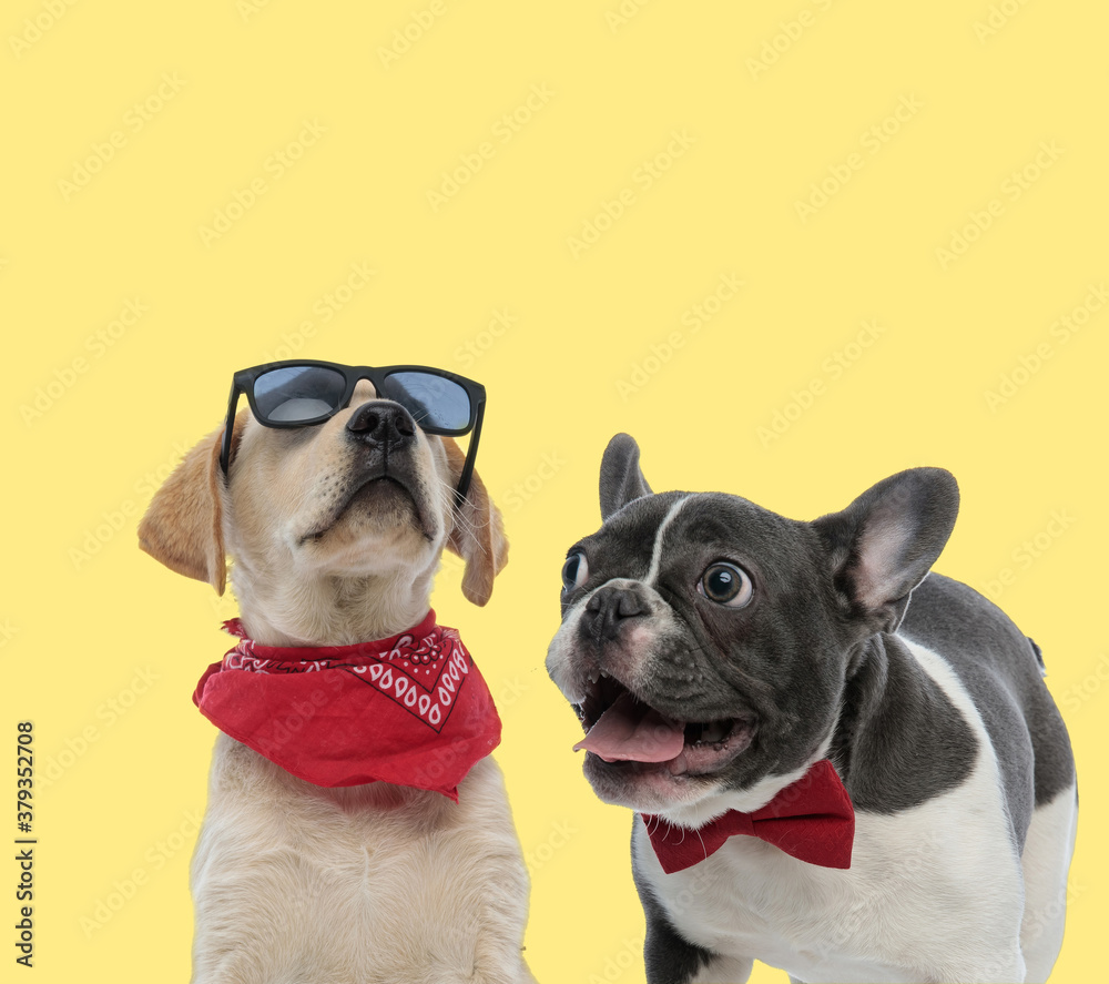 couple of dogs posing with attitude and panting