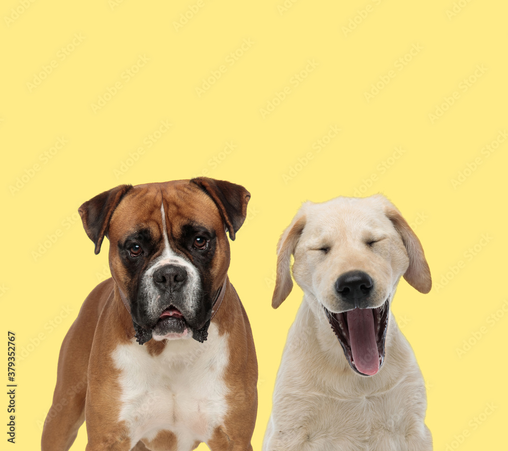 couple of dogs standing and yawning tired