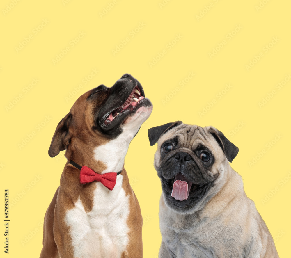 couple of dogs howling and sticking out tongue