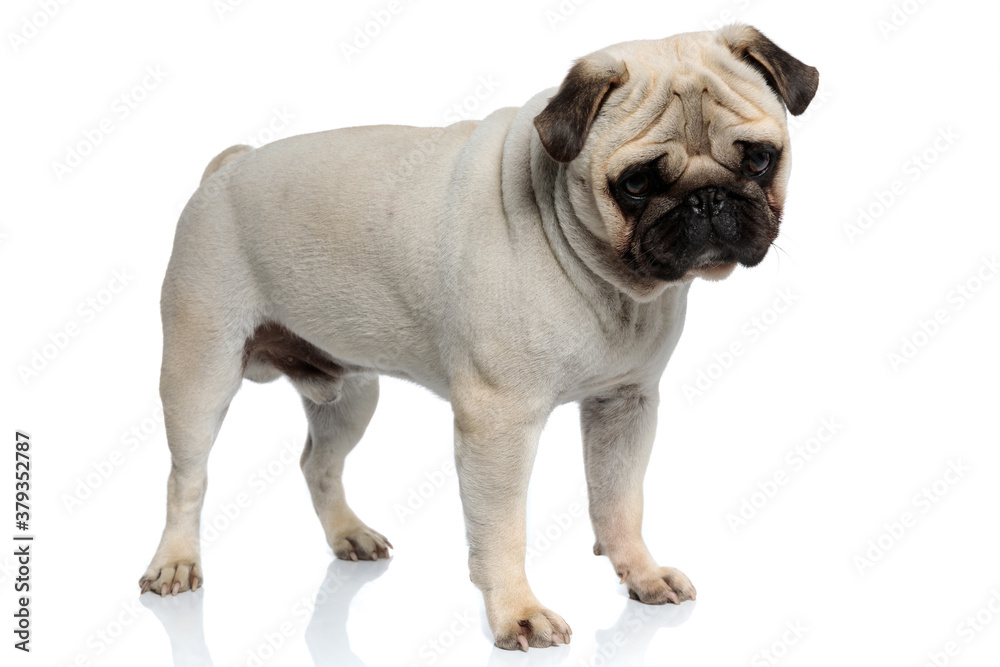 Fototapeta premium Eager Pug puppy curiously looking down while standing