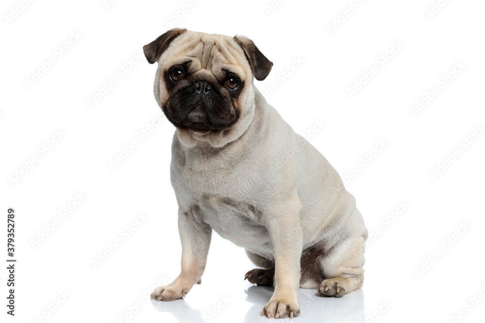 Confident Pug puppy looking forward while sitting