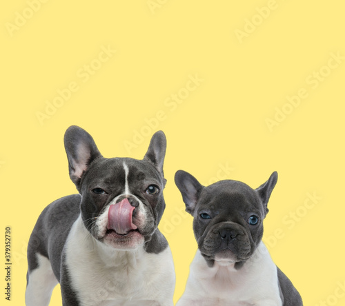 couple of french bulldog dogs sitting and licking nose © Viorel Sima