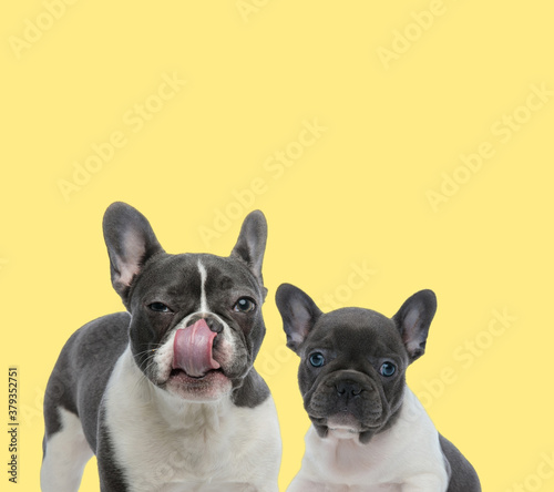 couple of french bulldog dogs licking nose looking at camera