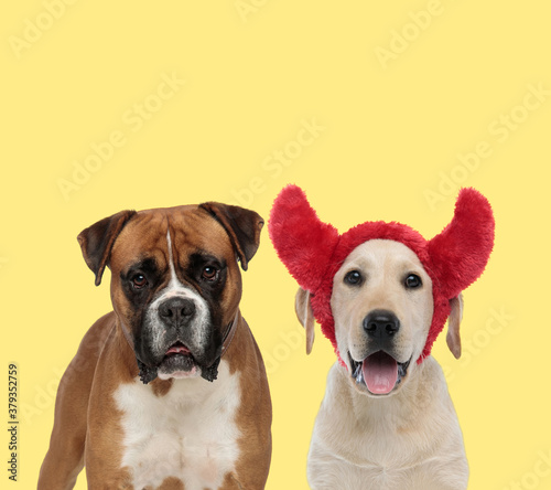 couple of dogs looking at camera and wearing devil horns