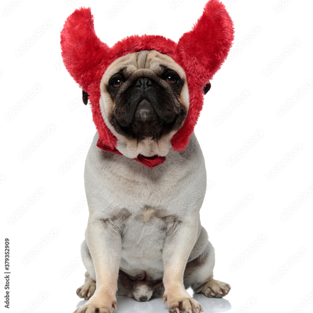 Dutiful Pug puppy wearing headband with devil horns