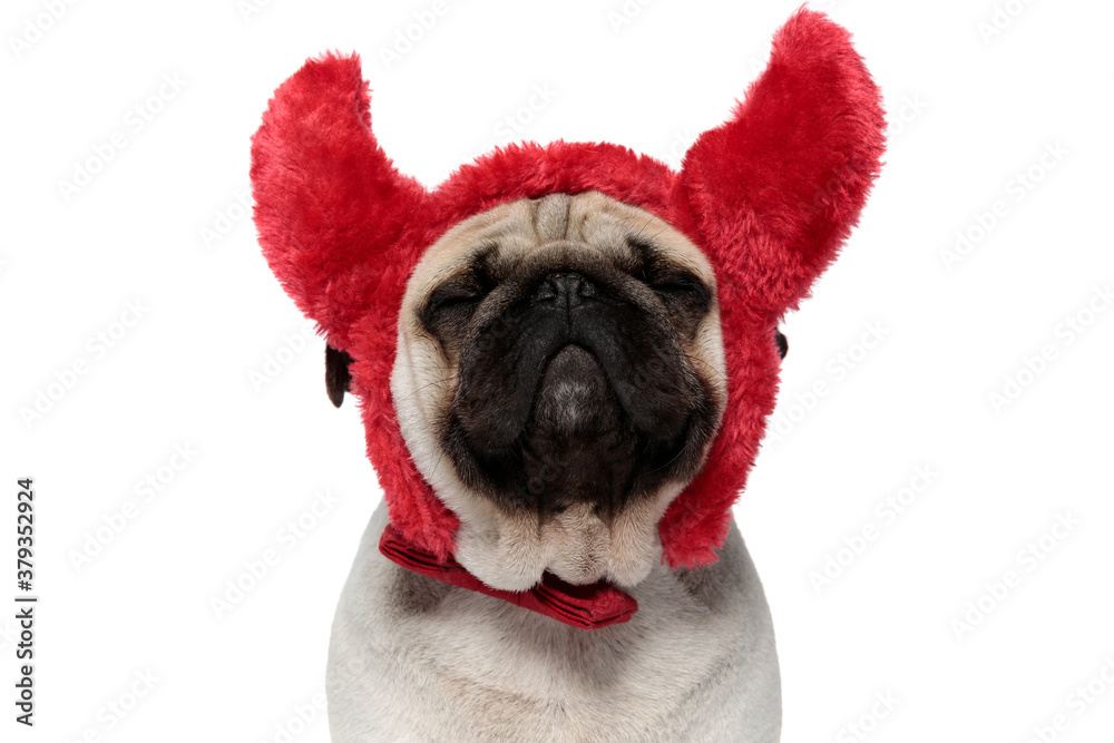 Closeup of dreaming Pug puppy wearing devil horns and smiling