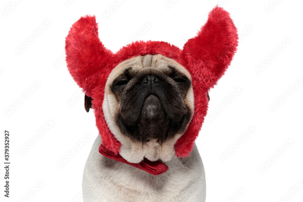 Closeup of happy Pug puppy wearing devil horns and dreaming