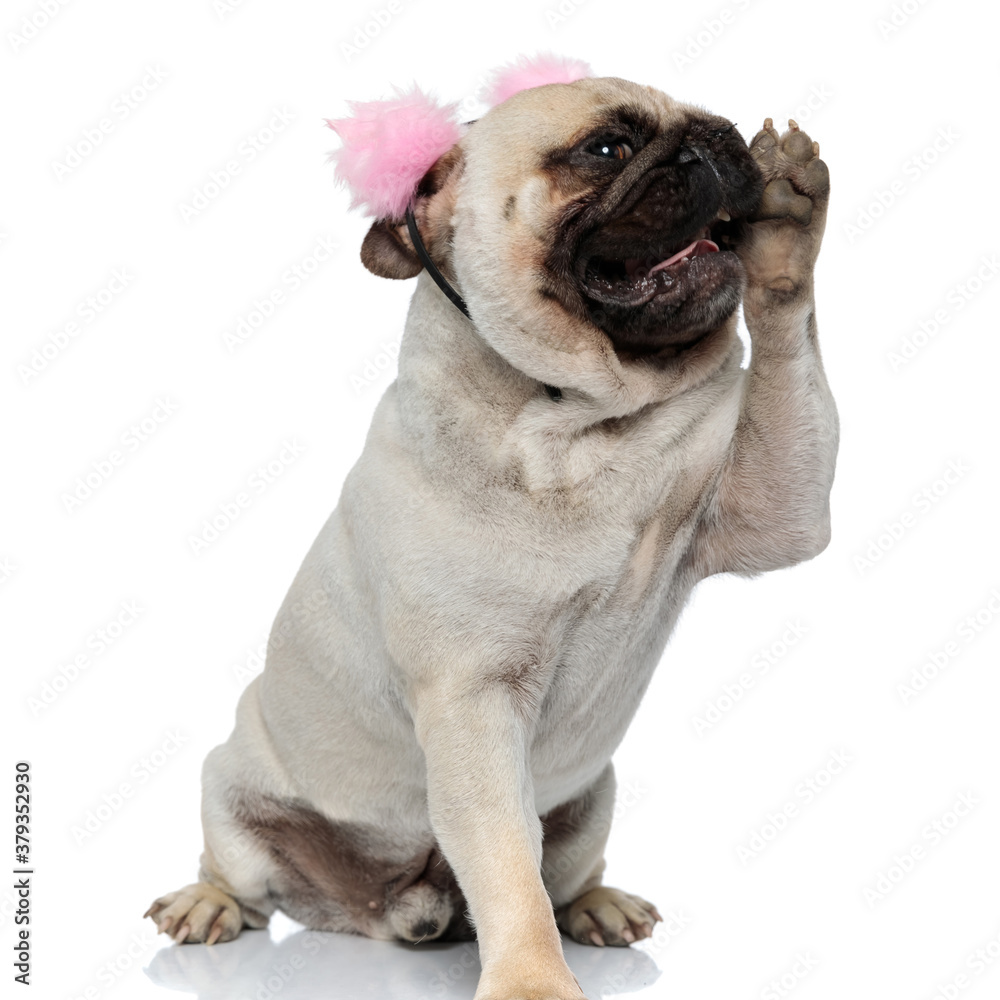 Cheerful Pug puppy wearing and earmuffs holding paw like gossiping