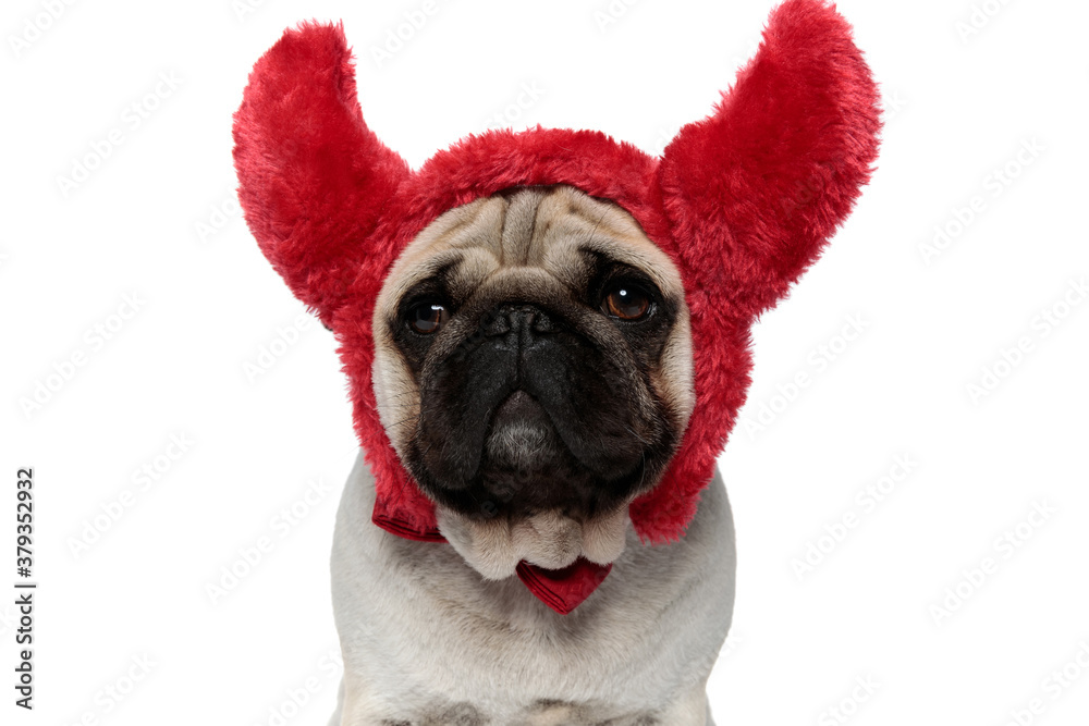 Closeup of lovely Pug puppy wearing devil horns while sitting