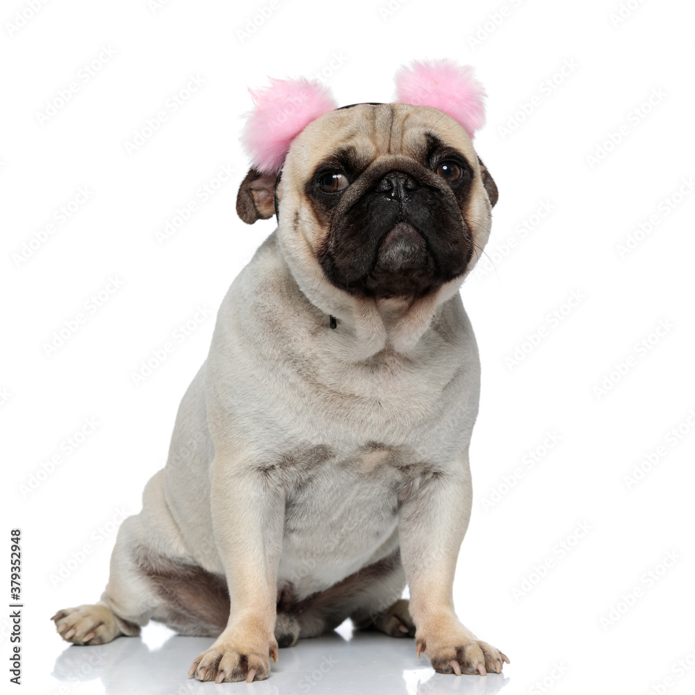Curious Pug puppy wearing earmuffs and looking away