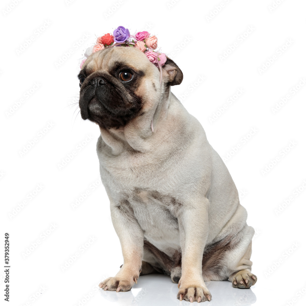 Shy Pug puppy wearing flower crown and looking away curious