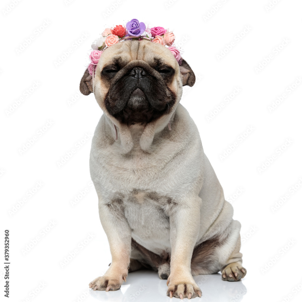Happy Pug puppy wearing flower crown with his eyes closed