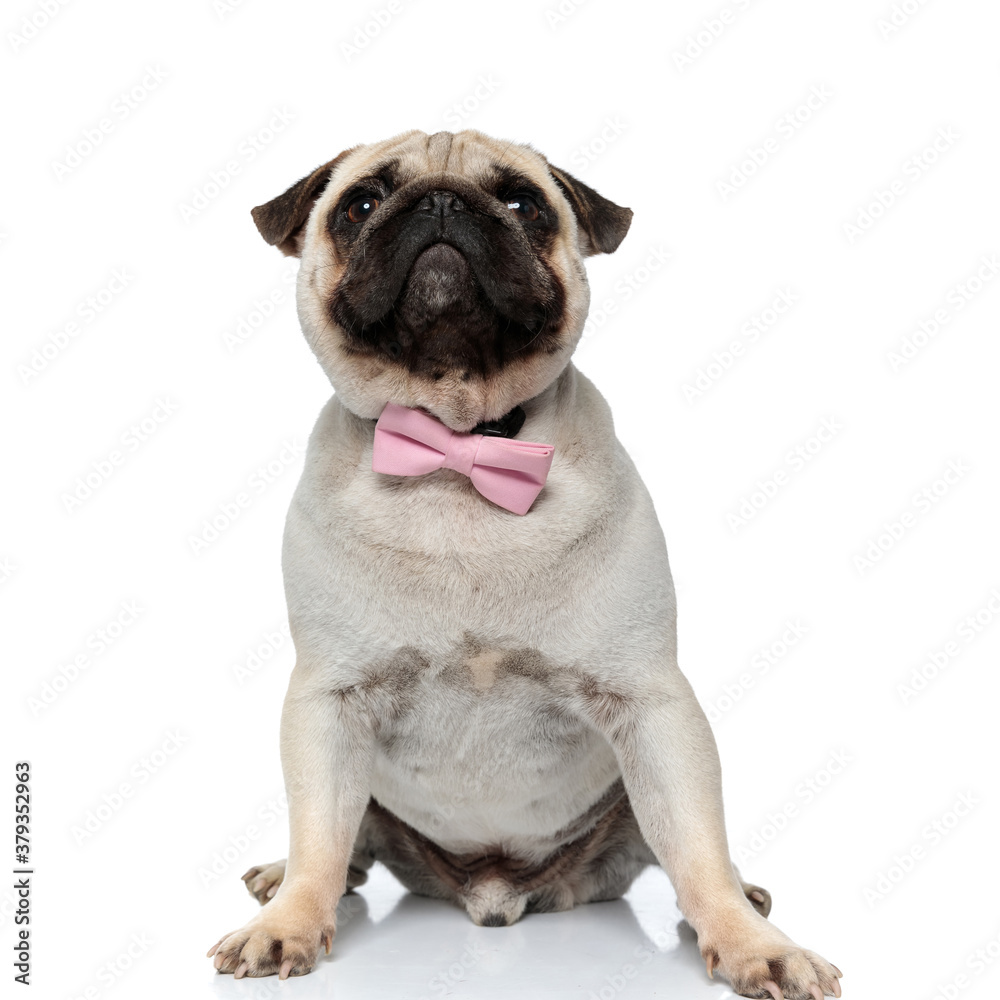 Charming Pug puppy wearing pink bowtie while sitting