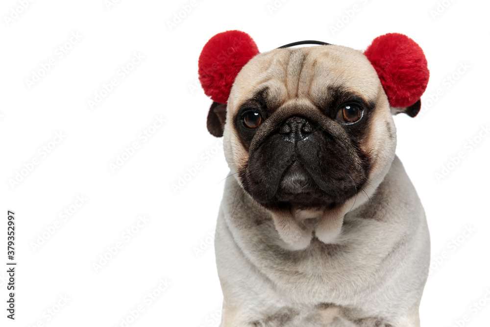 Curious Pug puppy wearing red earmuffs and looking away interested