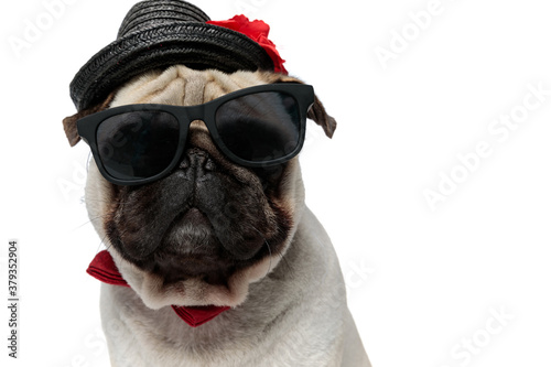 Closeup of cool Pug puppy wearing hat, sunglasses and bowtie © Viorel Sima