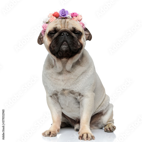 Happy Pug puppy wearing flower crown with his eyes closed © Viorel Sima