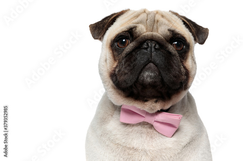 Closeup of lovely Pug puppy wearing pink bowtie