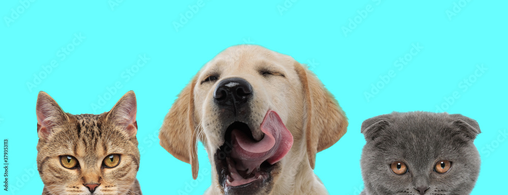 Labrador Retriever dog yawning next to two cats