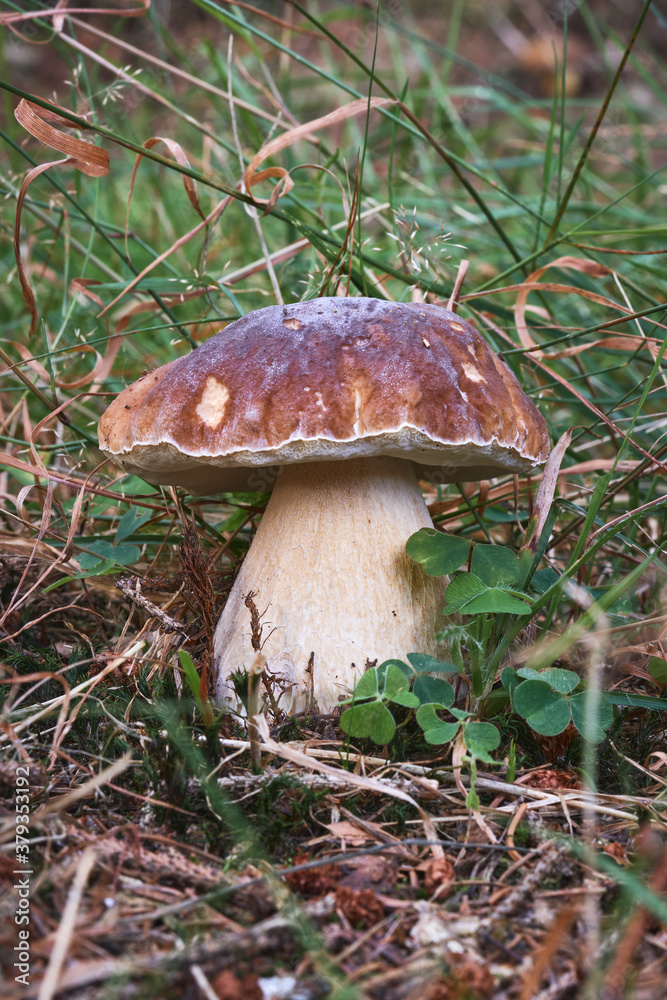 Fototapeta premium Boletus edulis edible mushroom in the forest, macro photography