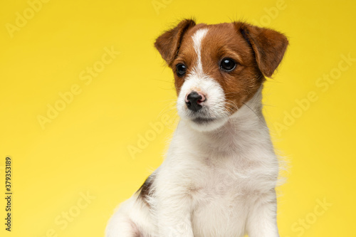 Confident Jack Russell Terrier looking away while sitting