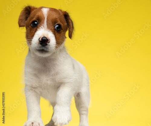 Concerned Jack Russell Terrier puppy discreetly looking away