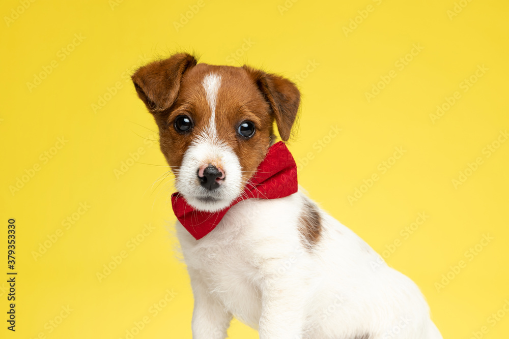 Focused Jack Russell Terrier looking away and wearing bowtie Focused Jack Russell Terrier looking away and wearing bowtie