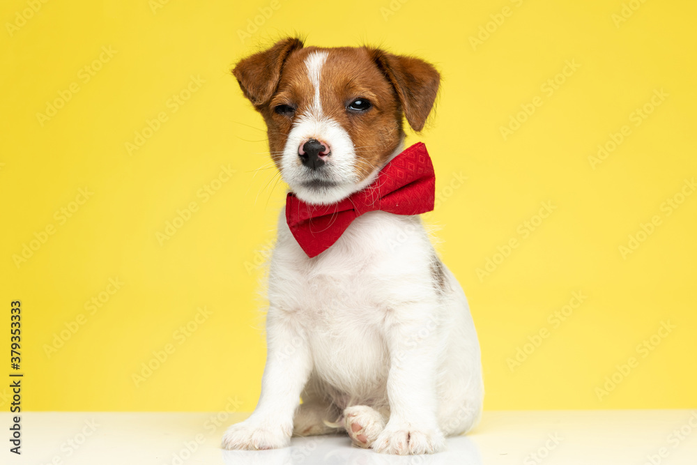 Suspicious Jack Russell Terrier wearing bowtie and winking