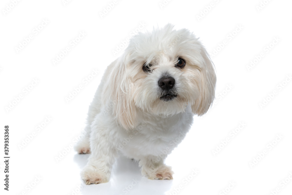 adorable bichon dog looking through his hair at the camera