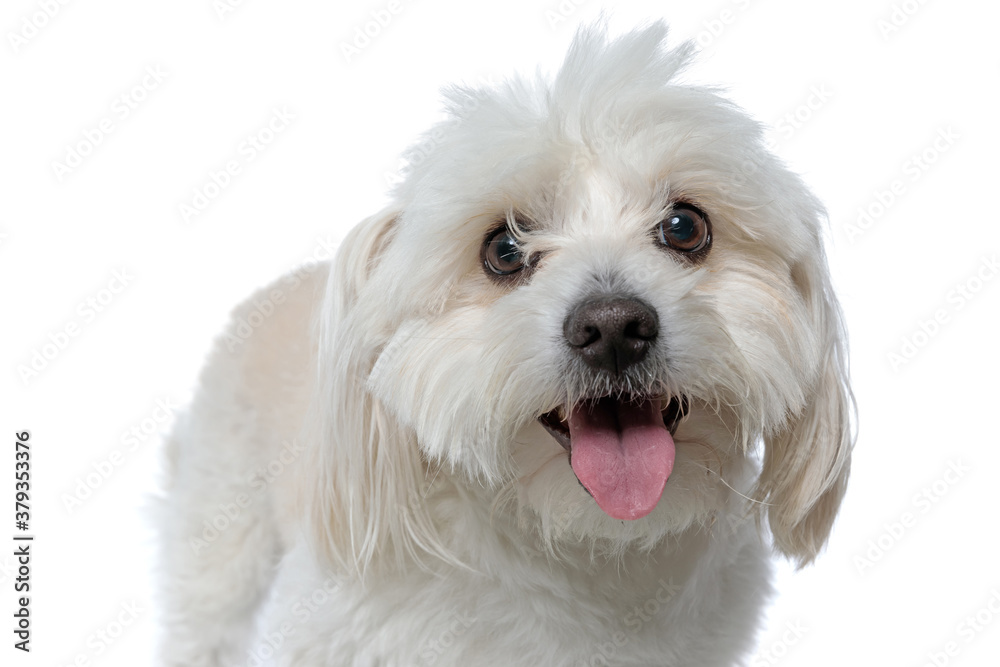 bichon dog looking at the camera with his eyes covered bichon dog looking at the camera with his eyes covered