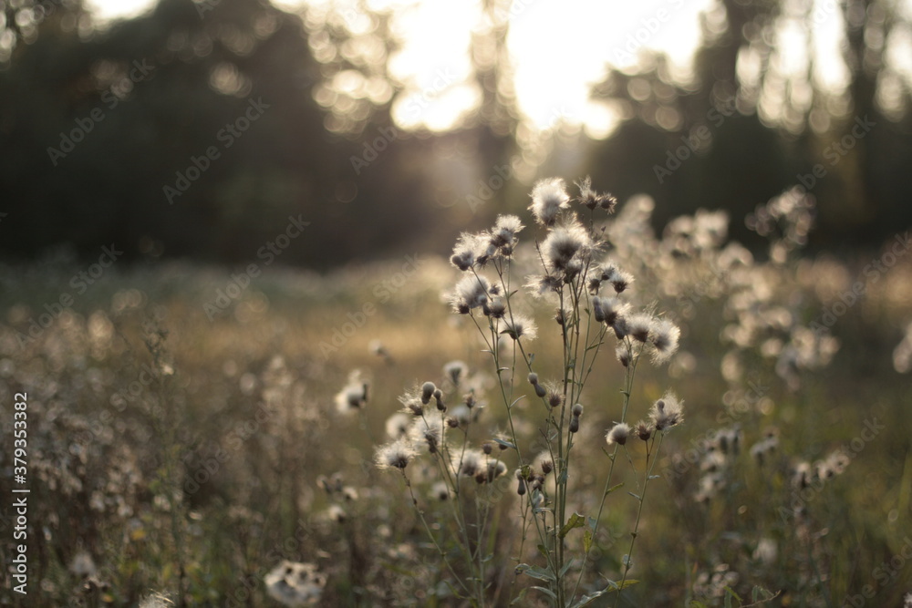 Fototapeta premium autumn flowers on the field