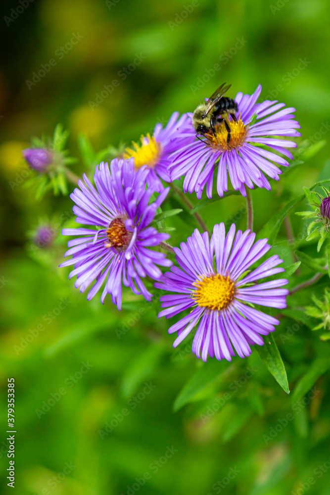 Obraz premium Bee on Asters