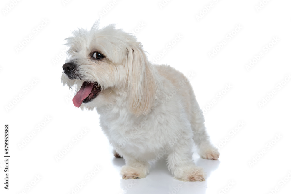 furry bichon dog sticking out tongue and yawning