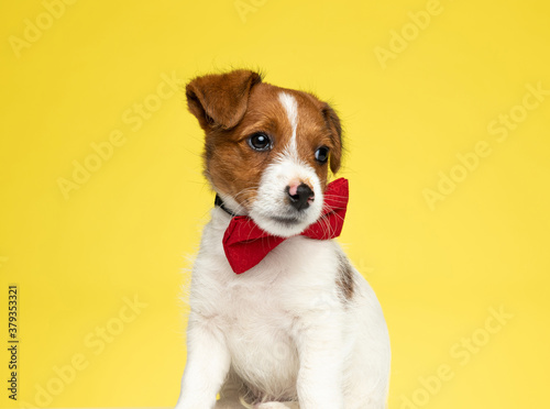 Curious Jack Russell Terrier wearing bowtie and looking away