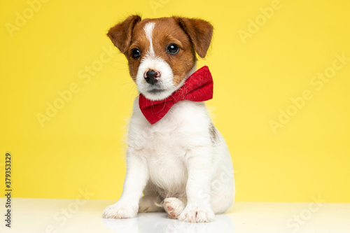 Adorable Jack Russell Terrier wearing bowtie while sitting