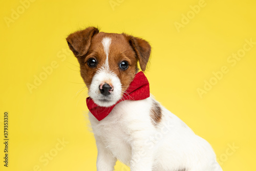 Focused Jack Russell Terrier looking away and wearing bowtie