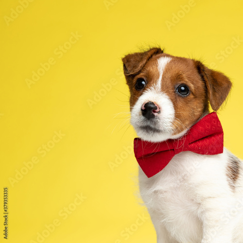 Eager Jack Russell Terrier wearing bowtie and curiously looking away
