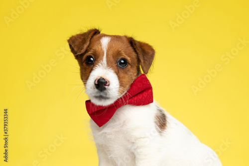 Lovely Jack Russell Terrier wearing bowtie while sitting